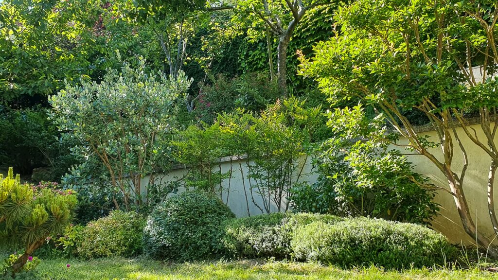 Lagerstroemia, feijoa, arbustes et bruyères dans un jardin en pente à Fontenay-aux-Roses (92)