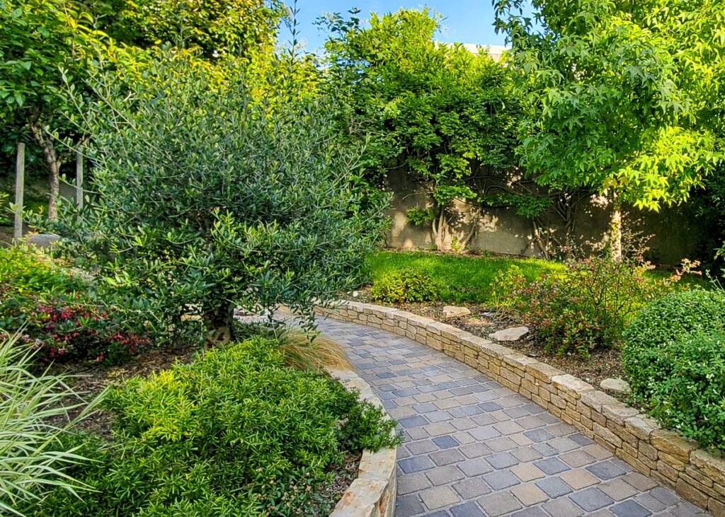 Entrée du jardin avec allée pavée, muret en pierre et olivier